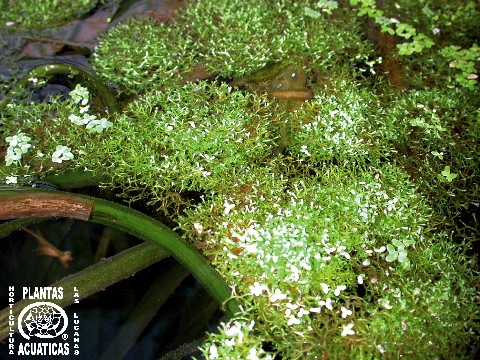 Vesicularia ferriei Vesicularia ferriei